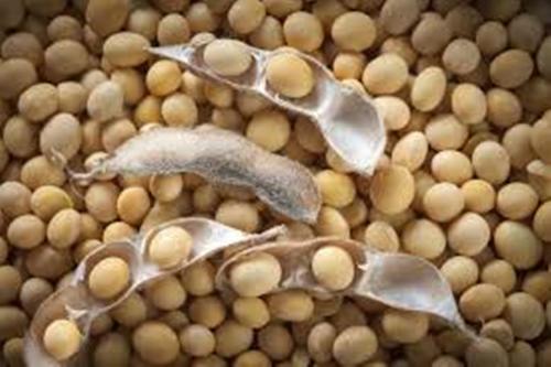 High Grade Non GMO Soybeans