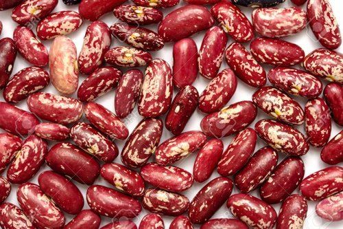 Light/Red Speckled Kidney Beans Processing Type: Dried