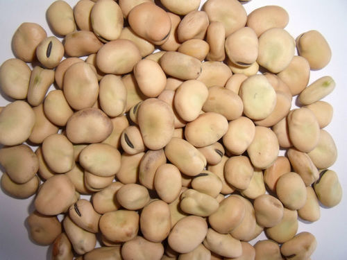 Organic Low Price Dried Fava Broad Beans