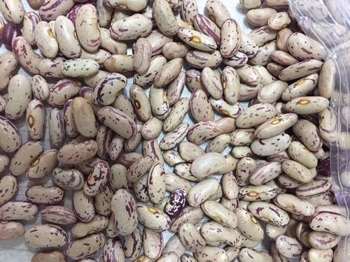 Organic Light Speckled Kidney Beans Processing Type: Dried at Best ...