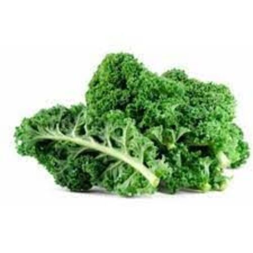 Natural Green Fresh Kale for Cooking