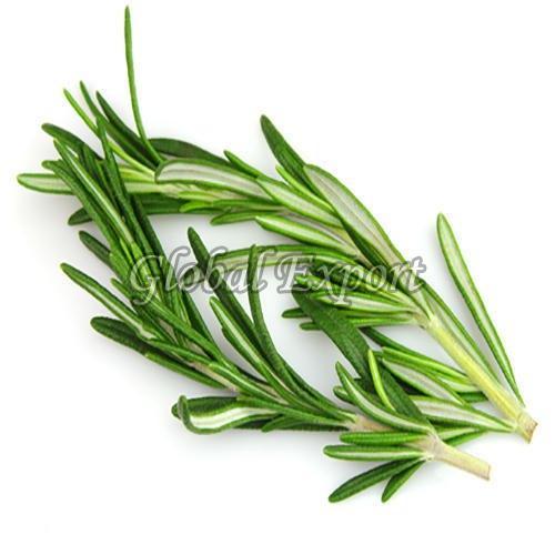 Natural Green Rosemary Leaves