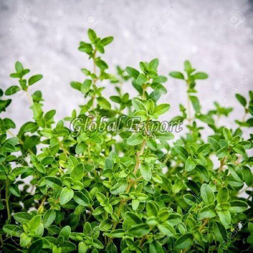 Natural Green Thyme Leaves