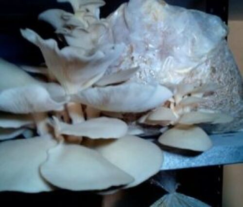 Light Brown Fresh Oyster Mushroom For Cooking