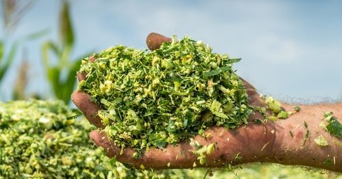 High Grade Maize Silage