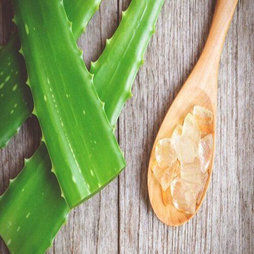 Medicinal And Cosmetic Use Non Dried Ultimate Fresh Pure Natural Aloe Vera Leaf