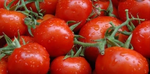 Natural Fresh Tomato for Cooking
