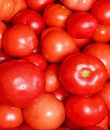 Round Organic Red Fresh Tomato