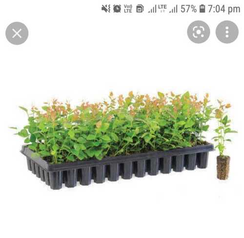 Black Plastic Plant Growing Tray