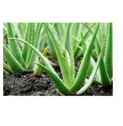 Pure Organic And Whole Water Dense Usable Green Aloe Vera Little Plant Grade: A Grade