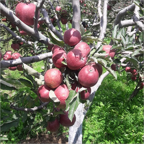 Shimla Delicious Apple