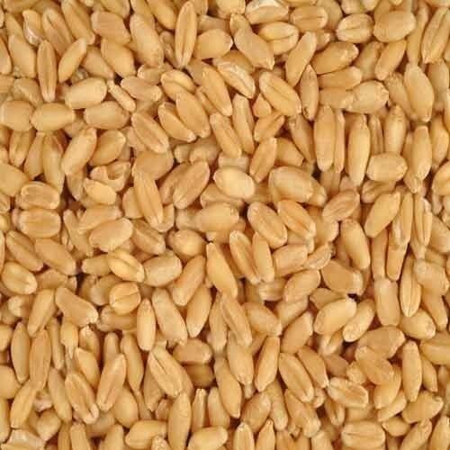 High Quality FSSAI Certified Organic Dried Brown Wheat Seeds