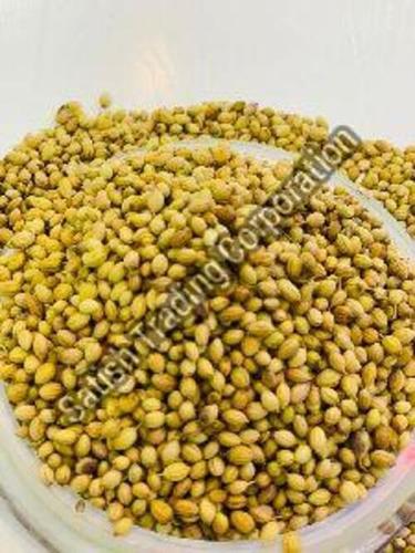 Natural Coriander Seeds for Cooking