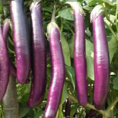 Pusa Purple Long Brinjal For Cooking