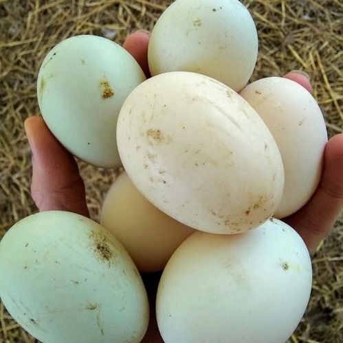 Duck Eggs For Hatching And Eating Egg Size: 55 Gm