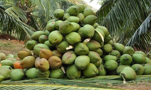 Fresh Green Organic Coconut