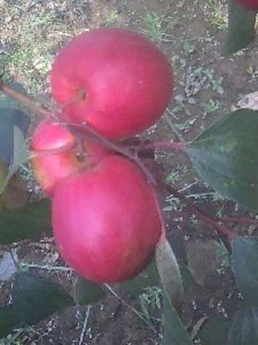 Green Kashmiri Apple Ber Plants