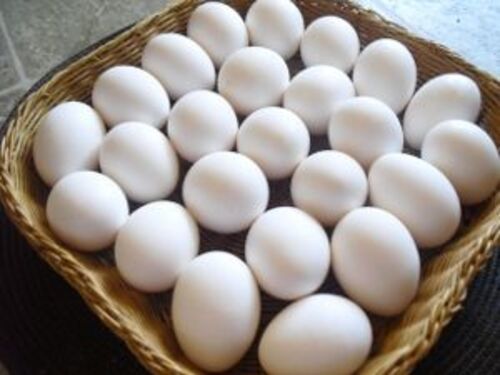 Natual White Fresh Eggs for Food