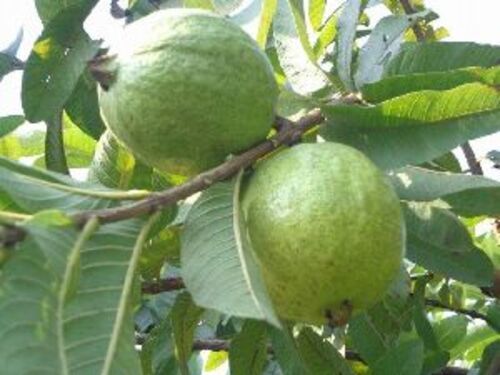 Natural Allahabad Guava Plants