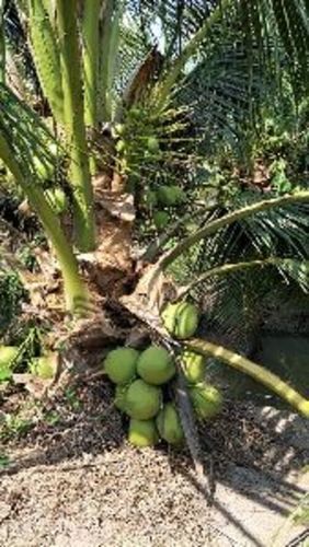  प्राकृतिक बौने नारियल के पौधे