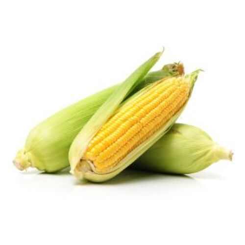 Natural Fresh Sweet Corn for Food