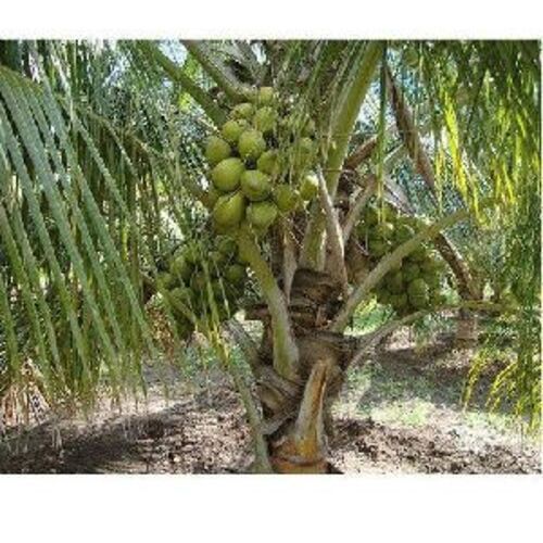 Natural Green Organic Coconut Plants