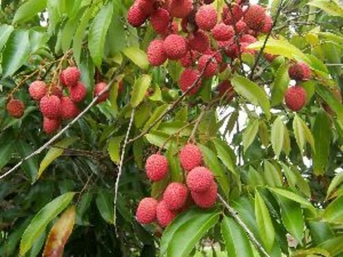 Natural Nursery Litchi Plants