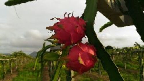 Natural Red Dragon Fruit Plants