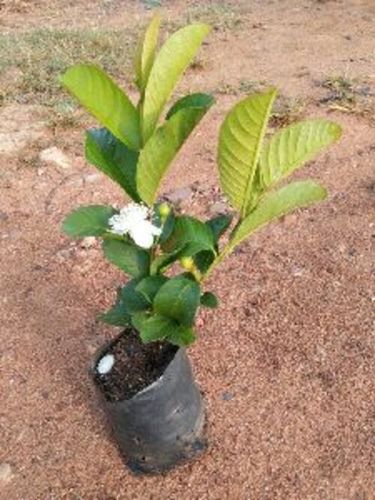 Taiwan Pink Guava Plants 