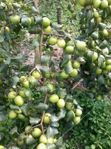 Green Thai Apple Ber Plants