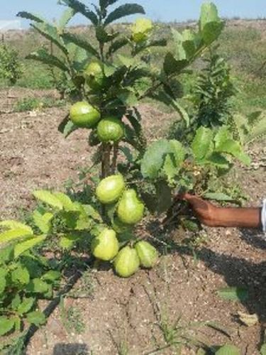 Well Drained Thai 7 Guava Plants 