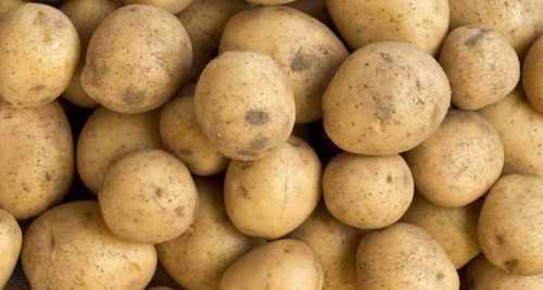 Fresh Common Potato Vegetables