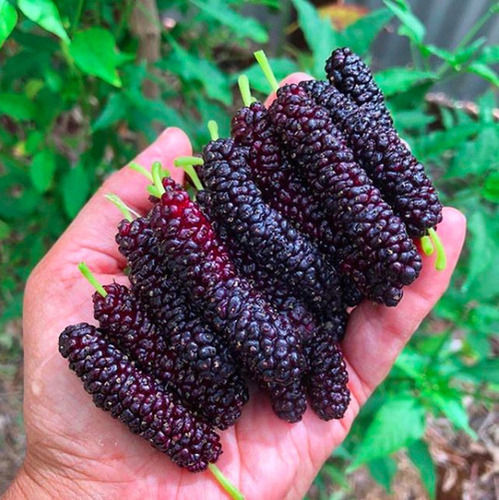 Natural Black Fresh Mulberries Fruits