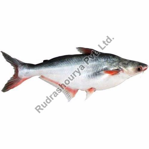 Frozen Pangasius Fish for Cooking