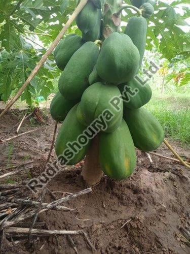 Natural Fresh Papaya Fruits