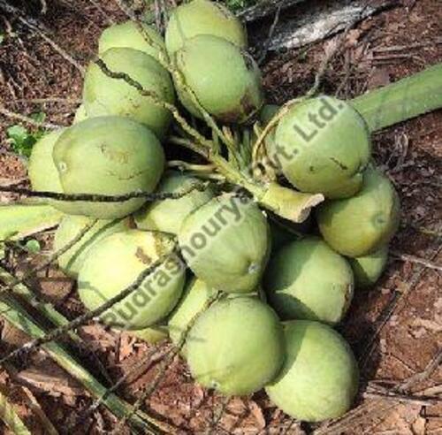 Natural Fresh Tender Coconut - Round Full-Husked Young Coconut, 20 Days Shelf Life, Organic, Very Good Quality, Healthy Taste