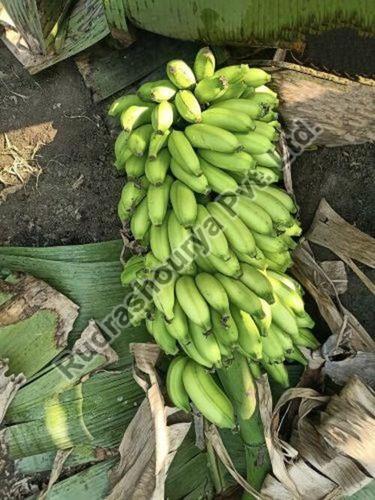 Organic Natural Raw Green Banana