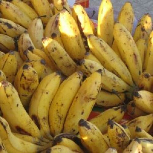 Natural Yellow Hill Banana Fruits