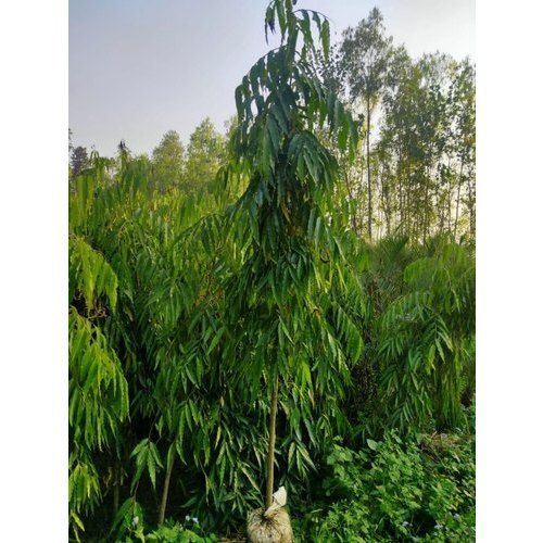 Green Anti Inflammatory Analgesic And With Anti Bacterial Plant Outdoor Ashoka Pendula