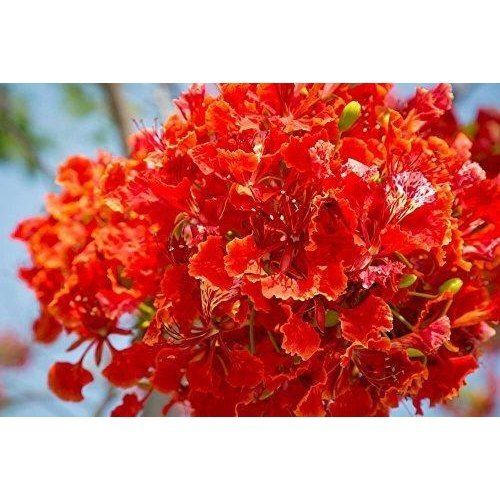 Anti Malarial Anti Microbial Property Filled Very Attractive Gulmohar Plant