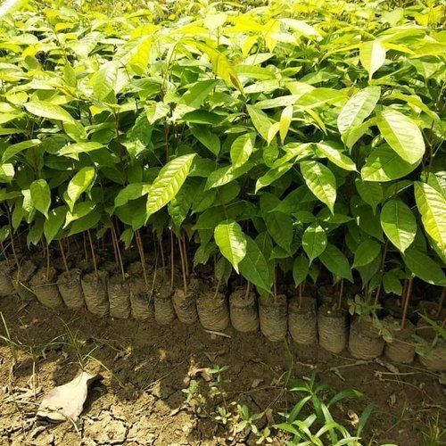 Ayurvedic Medicinal Properties Enabled Multipurpose Evergreen Mahogany Plant