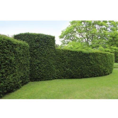 Excellence Quality And Very Attractive In Lawn Cum Garden Green Decorative Hedge Plant