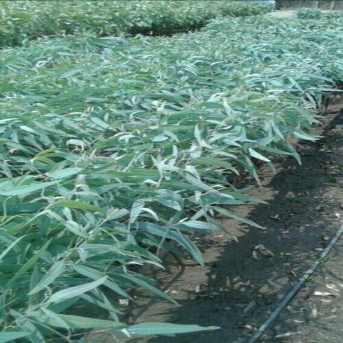 Green For Gardening And Natural Medicinal Properties Eucalyptus Clone 413 Plant