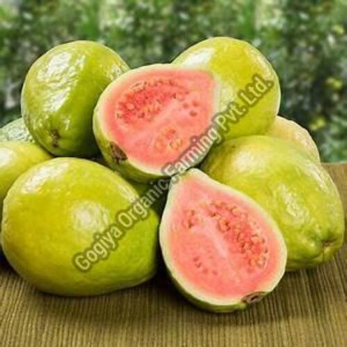 Fresh Natural Guava Fruits