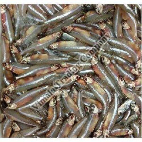  खाना पकाने के लिए फ्रोजन नेथिली मछली
