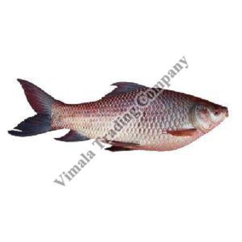 Frozen Rohu Fish for Cooking