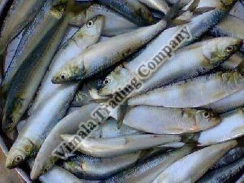 Seafood Frozen Sardine Fish For Cooking