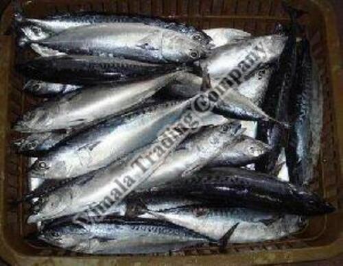 Seafood Frozen Tuna Fish For Cooking