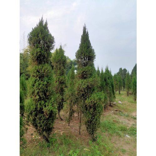Great And Attractive Looking Natural Decorative Juniperus Outdoor Green Plant