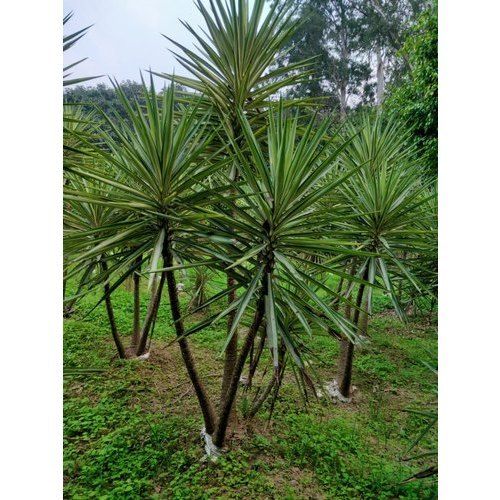 Green Medicinal And Fruit Full Type Natural Gardening Silver Euca Palm Tree